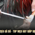 cách băng cựa gà đá
