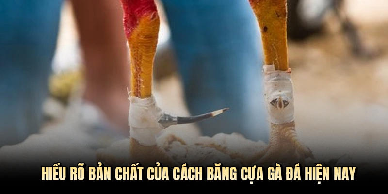 Hiểu rõ bản chất của cách băng cựa gà đá hiện nay